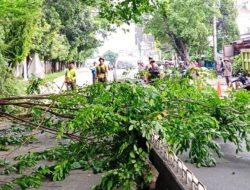Puluhan Pohon di Kepulauan Seribu Dipangkas Cegah Tumbang