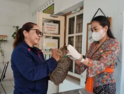 Puskeswan Polman Gencarkan Vaksinasi Rabies Hewan Warga